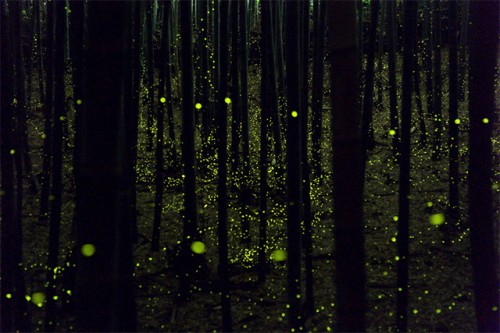 Magnífica foto de  Takaaki Ishikawa de luciérnagas en los bosques de Japón.
