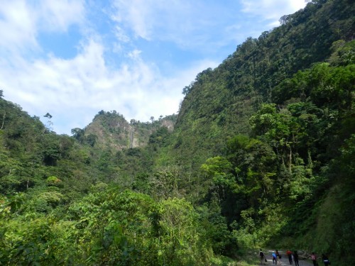 La selva es uno de los biomas más ricos en especies.