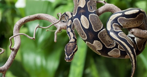 Las serpientes son un grupo evolutivo con bastante éxito.