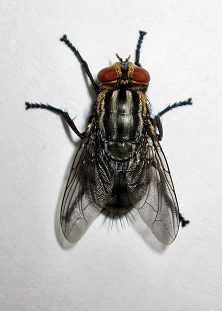 Las moscas son insectos sin antenas.