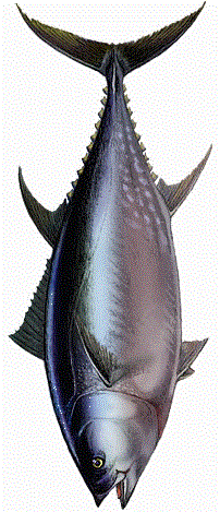 En el dibujo se pueden observar las pínulas del atún detrás de las aletas caudales y abdominales.