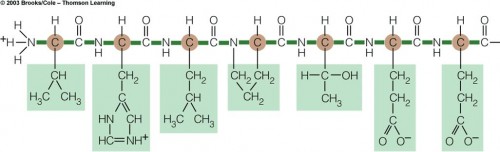 Una cadena de aminoácidos representados con sus colas