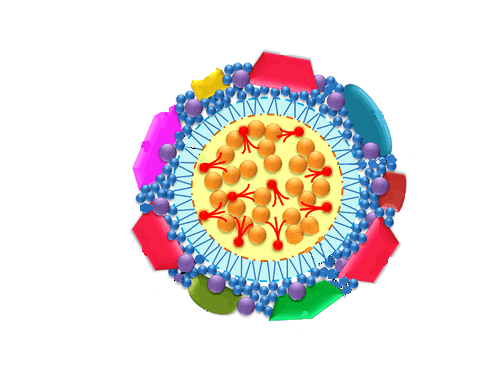 Imagen esquemática de una macromolécula de HDL con colesterol en su interior.