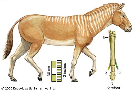 Merychippus, fue uno de los antecesores de los equinos que conocemos hoy en día, era bajito y sus pezuñas todavía presentaban dedos.