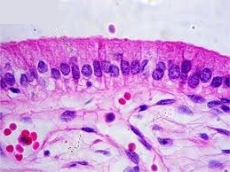 Imagen de microscopía óptica, enterocitos en los que se aprecia el núcleo, azul y el citoplasma con las microvellosidades en rojo.