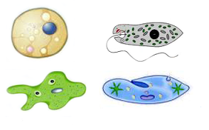 Plasmodio, euglena, ameba y protozoo, 4 tipos de protistas, morfologías diferentes, pero todos nucleados.