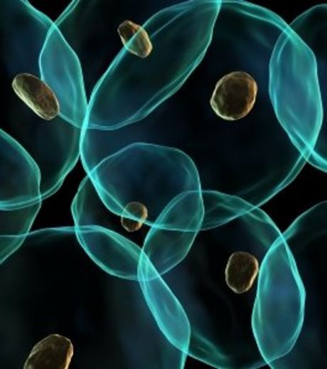 LAs células madre en animales no se diferencian de las células que las rodean, salvo en tejidos muy especializados.