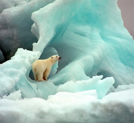 LAs grandes diferencias de hábitat han hecho que el oso polar sea tan diferente morfológicamente al oso parto 