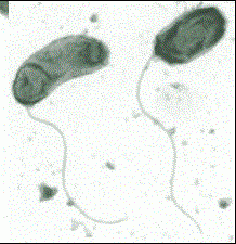 Micrografía de un microscopio electrónico de transmisión de V. cholerae, con una tinción negativa