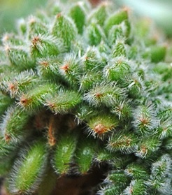 Detalle de los pelos de una planta suculenta.