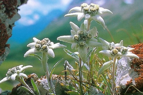 Edelweiss creciendo en el Pirineo catalán.