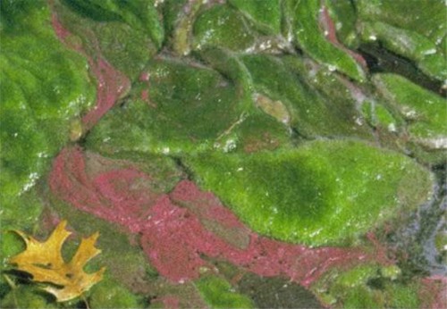 Colonias de bacterias verdes, creicendo en un lago sulfuroso