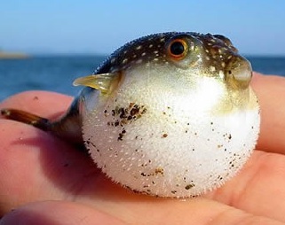 Un pequeño pez globo