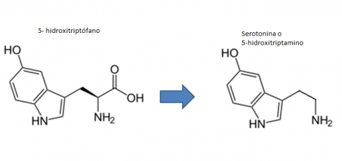 Acción de la aminoácido aromático descarboxilasa