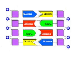 Cuando se copia el ADN un error alineando una de las 4 bases puede crear una mutación.