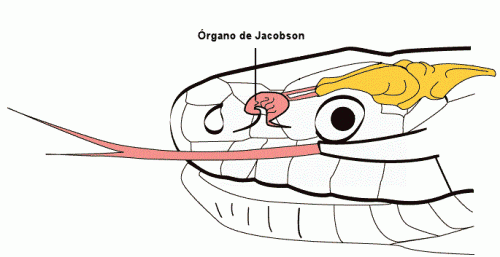 Esquema del sistema olfativo de las serpientes y su relación con el cerebro.