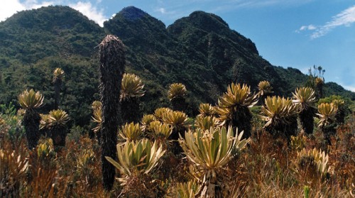 Foto del Parque Nacional Natural de Tatamá, incluido en la Lista Verde.
