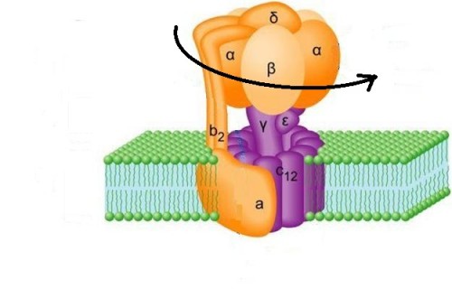El giro de la ATP sintasa permite el cambio entre las conformaciones de sus subunidades beta.