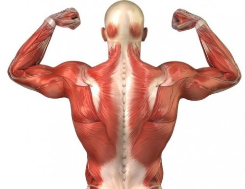 Los músculos que articulan el esqueleto son de tipo estriado.