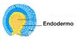 El endodermo es la capa más interior del embrión en desarrollo.