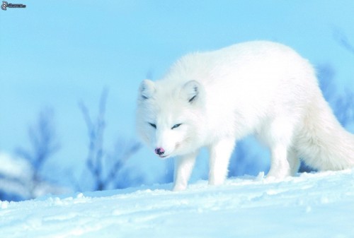 También conocido como zorro polar este cazador sobrevive en las duras condiciones cercana a los polos.
