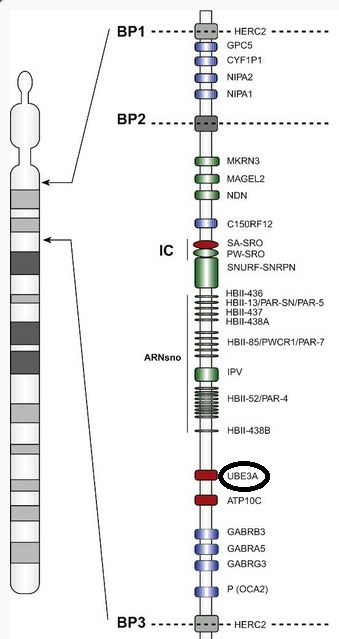 El gen UBE3A se encuentra en el cromosoma 15, cambios en su expresión provocan el síndrome de Angelman.