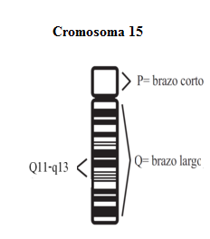 La región q11-q13 del cromosoma 15 es la implicada en la enfermedad.