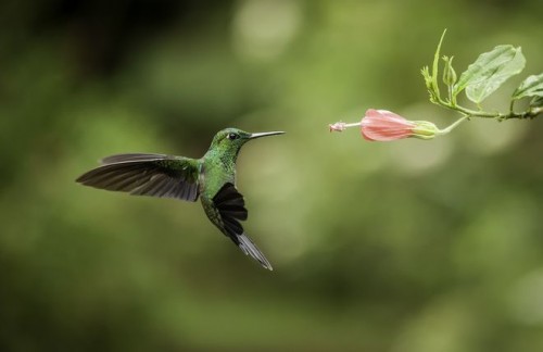 Los colibries son extremadamente territoriales.