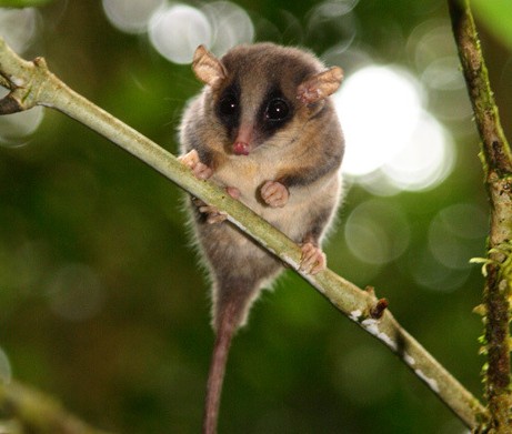 El possum acróbata es la especie de mamíferos planeadores más pequeña del mundo.