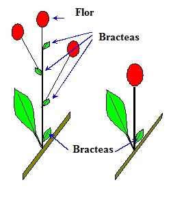 Esquema de las Bracteas en una flor de dicotiledonea.