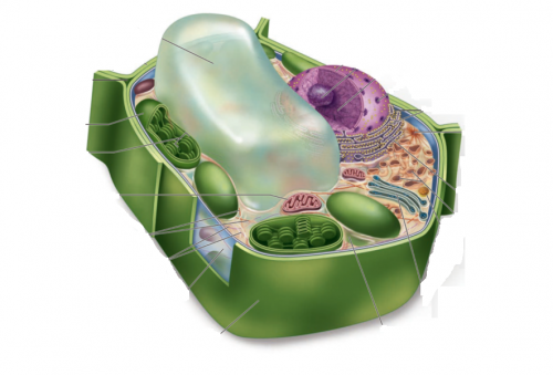 Las células del parénquima tienen una gran vacuola que desplaza al resto de orgánulos a la periferia de la célula.