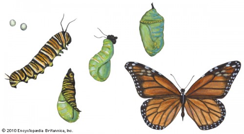 Muchos insectos aprovechan la primavera para almacenar energía para la metamorfosis.