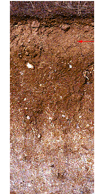 Detalle de la composición del suelo tomada en Granada, España.