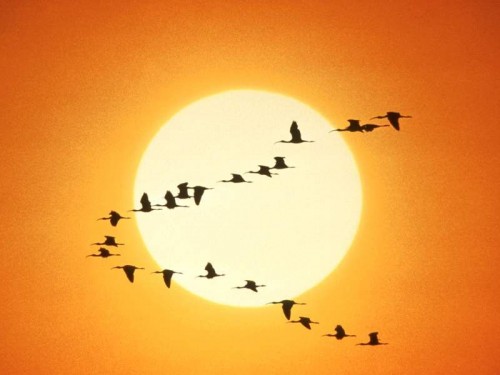 La primavera es la época de migrar para muchas aves.