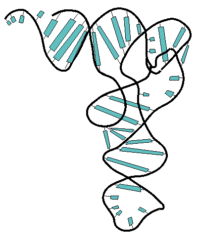 La estructura secundaria del ARNt, permite el reconocimiento de los aminoácidos, los ribosomas y otros interactores.
