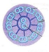 Corte transversal de un flagelo típico eucariota.