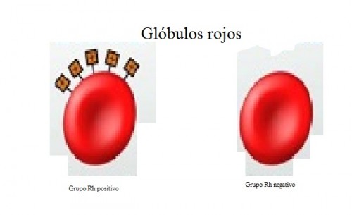 La diferencia entre ambos grupos de Rh es que los Rh positivos expresan una proteína de membrana en sus glóbulos rojos que los Rh negativos no.