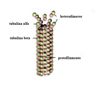 Los heterodímeros se añaden al protofilamento en un extremo del microtúbulo.