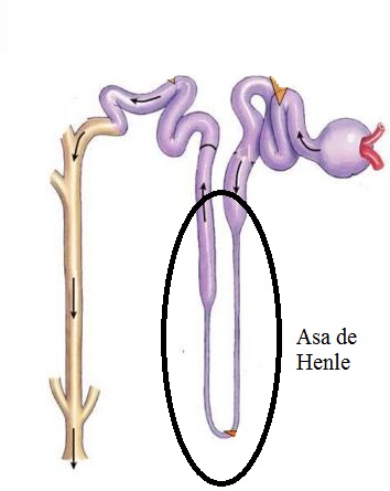 El asa de Henle de una nefrona puede variar en tamaño.