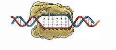 Las endonucleasas unen y cortan cadenas de ADN y ARN.