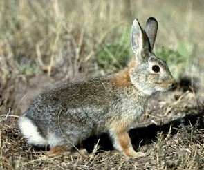 Los conejos son una especie invasora en Australia.