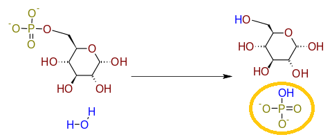 Actividad de la glucosa-6-fosfato.