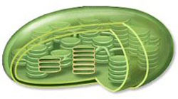Forma de un cloroplasto típico de plantas.