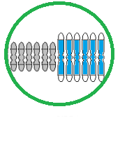Un hexaploide, como en la foto, tiene 6 copias de cada cromosomas, en lugar de las dos normales.