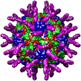 Modelo en 3 dimensiones de la cobertura de un rinovirus.