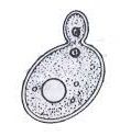En las levaduras unicelulares la reproducción se da por gemación.