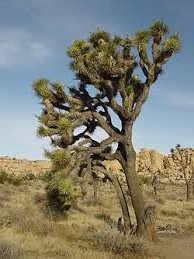 El árbol de la yuca es una planta que se ha adaptado aambientes xerófitos.