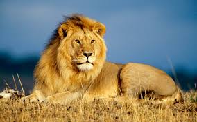 Los leones son presas muy apetecibles para los cazadores y en ocasiones traen muchos problemas.
