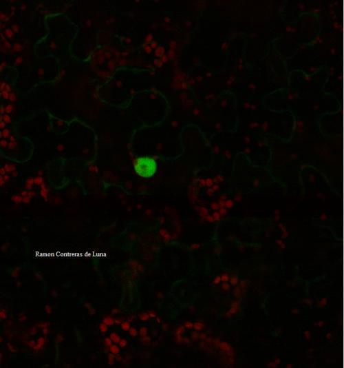 Un nucleolo de célula vegetal visto al microscópio óptico de fluorescencia. En verde el núcleo, el nucleolo dentro del núcleo como una región menos luminosa y en rojo los cloroplastos.