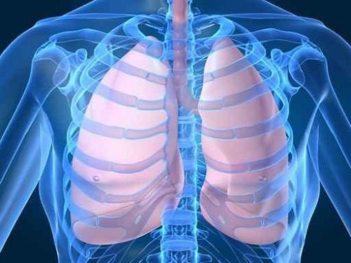 Los pulmones se encuentran dentro de la caja torácica.